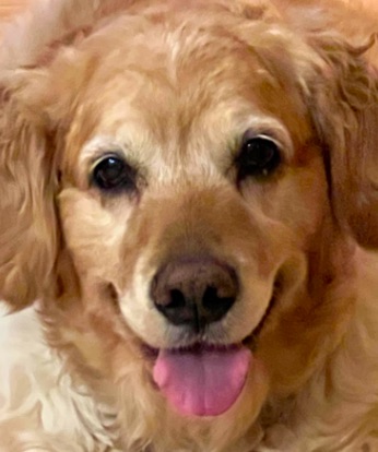 Welcome to Cedar Rock Golden Retrievers