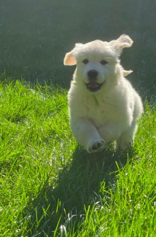 Meadow’s First 3 Days at Cedar Rock Golden Retrievers
