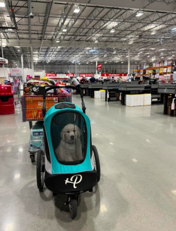 Oh the Places You’ll Go: Early Puppy Socialization