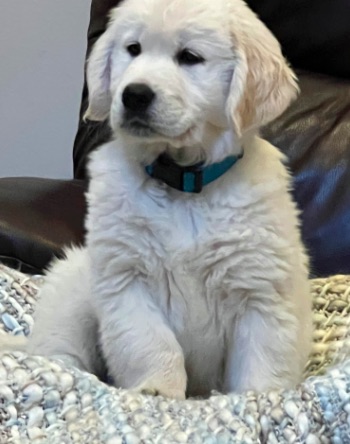 Meadow Has Been With Us at Cedar Rock Golden Retrievers for 2 Weeks – Here’s What She Has Learned