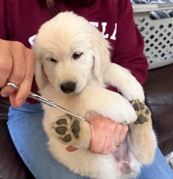 DNA Testing for Dogs at Cedar Rock Golden Retrievers