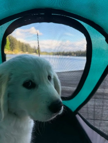 Life’s Ruff For Our Golden Retrievers: