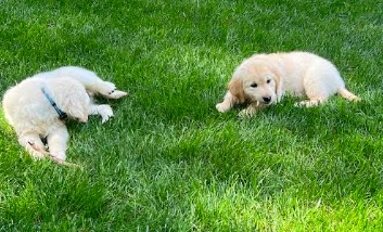 Puppy Playdate