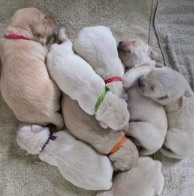 How to Pick the Right Golden Retriever Puppy for You