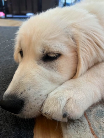 When It’s Too Hot for a Puppy