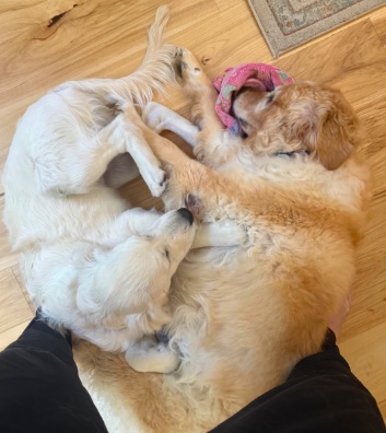 Leaving Our Goldens for a San Juan Islands Adventure