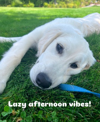 Easy Frozen Treats for Golden Retrievers