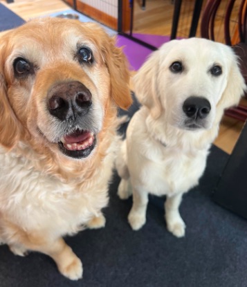 Puppy Training – Three Fun Recall Games