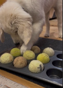 Simple Brain Games and Positive Training for Golden Retrievers